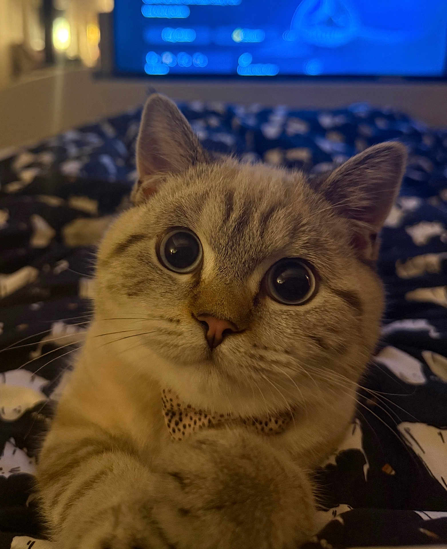 Norman is registered to the contest to win money with this photo: cat, wide_eyes, bow_tie, indoor, close_up, pet, feline, whiskers, striped_fur, bed, blanket, curious, cute, soft_lighting, animal, domestic_cat, focused, relaxed, portrait, furry