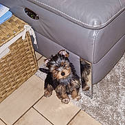Aldo participe au concours pour gagner de l'argent avec cette photo : puppy, dog, small_dog, indoor, floor, tile_floor, wicker_basket, furniture, couch, grey_couch, metal_leg, reflection, carpet, cute, pet, animal, fur, sitting, curious, cozy
