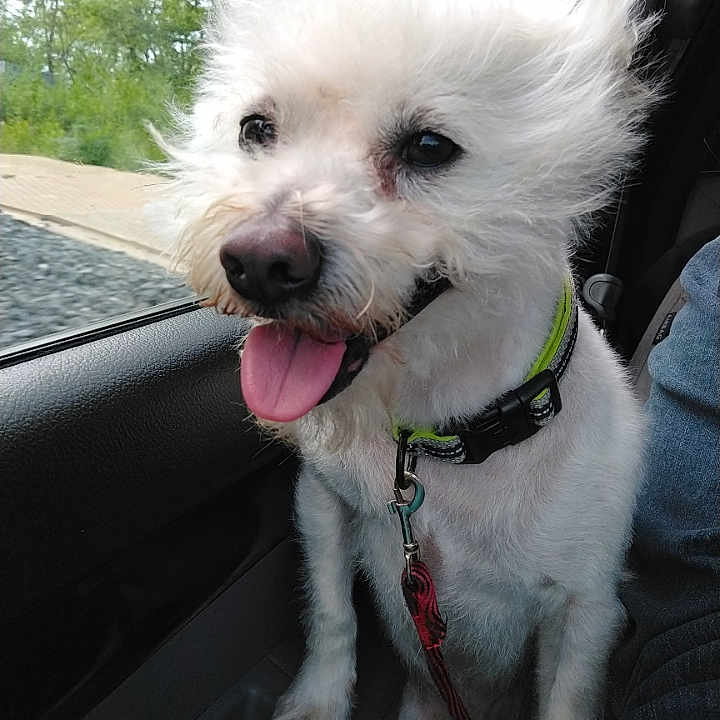 John Lemon is registered to the contest to win money with this photo: accessories, animal, belt, bodypart, canine, collar, dog, eskimodog, leash, machine, mouth, person, pet, poodle, puppy, spoke, strap, terrier, tongue, whitedog