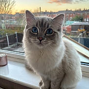 Milo is registered to the contest to win money with this photo: cat, fluffy, blue_eyes, windowsill, sunset, outdoor_view, domestic_cat, pet, curious, feline, indoor, window, animal, soft_light, portrait, house, garden, cozy, whiskers, ears