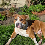 Roscoe joined the competition — help win amazing prizes! animal, background, brown, canine, closeup, daylight, dog, ears, fur, garden, grass, laying, muzzle, nature, outdoor, paw, pet, relaxed, sunlight, white
