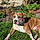 Roscoe