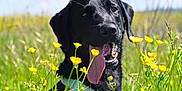 Upss participe au concours pour gagner de l'argent avec cette photo : animal, black_dog, canine, close_up, collar, dog, field, flora, grass, greenery, happy, muzzle, nature, outdoor, pet, playful, summer, sunny_day, tongue_out, yellow_flowers