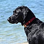 Upss participe au concours pour gagner de l'argent avec cette photo : animal, animal_portrait, black_dog, canine, closeup, collar, daylight, dog, fur, looking_away, mammal, nature, outdoor, pet, portrait, side_profile, summer, water, water_body, wet_fur