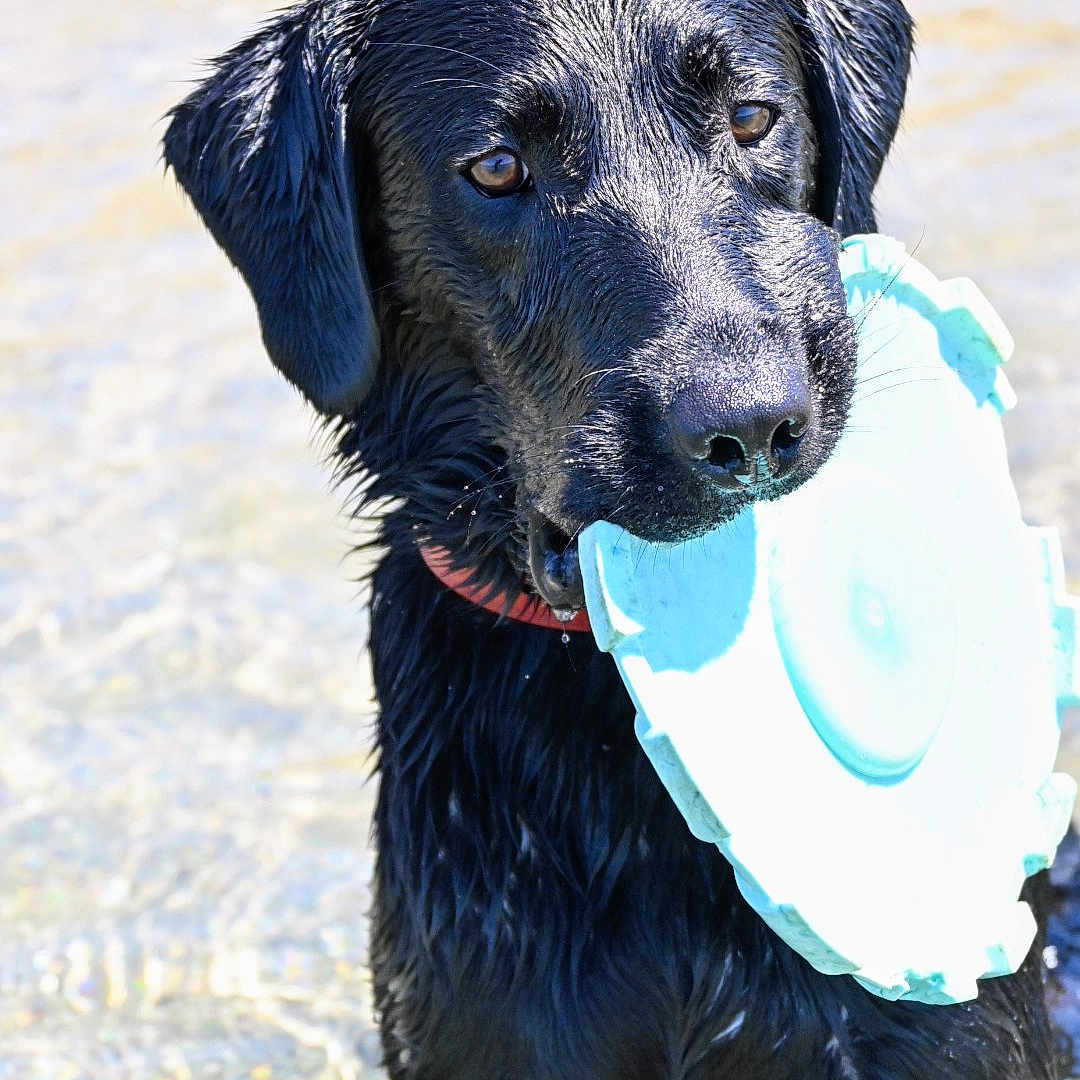 Upss participe au concours pour gagner de l'argent avec cette photo : animal, black_dog, canine, closeup, collar, dog, ears, frisbee, labrador, muzzle, nature, outdoor, pet, playful, retriever, shallow_water, summer, toy, water, wet_fur