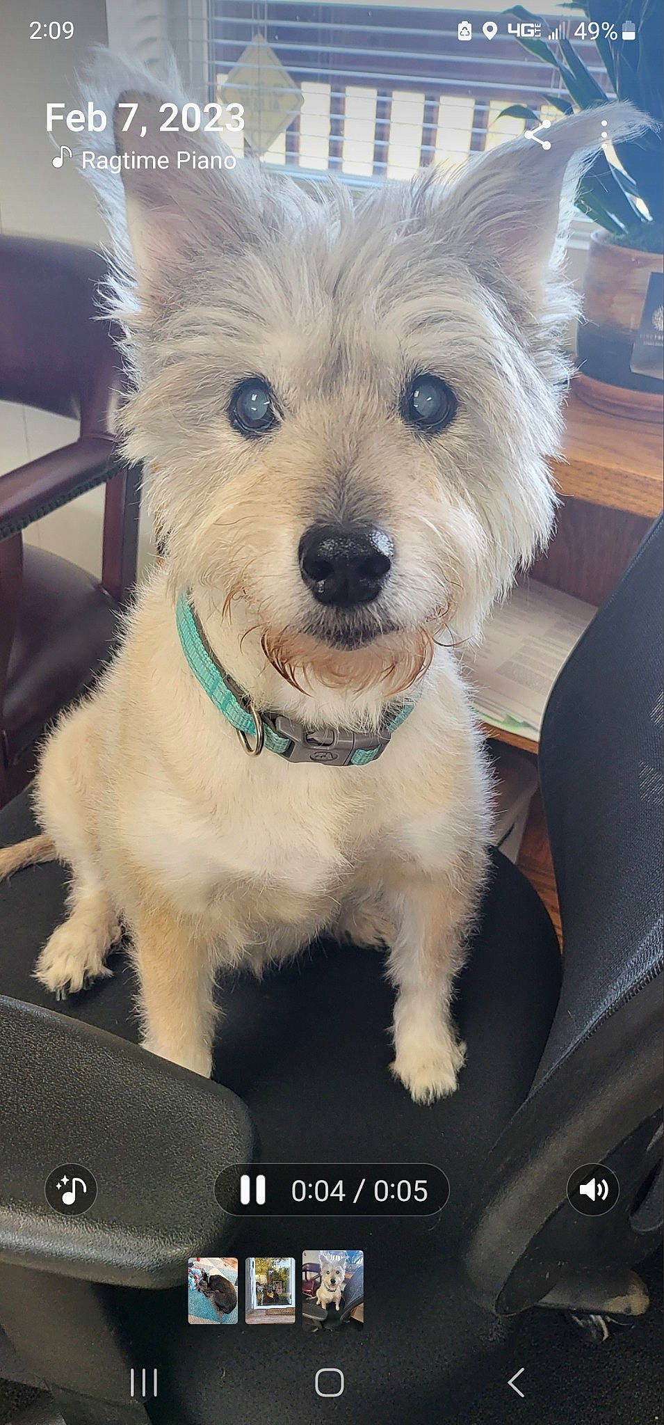 Millie is registered to the contest to win money with this photo: canidae, carnivore, collar, companion_dog, dog, dog_breed, dog_clothes, dog_collar, dog_supply, fur, happy, labradoodle, leash, maltepoo, small_terrier, snout, sporting_group, terrier, toy_dog, working_animal