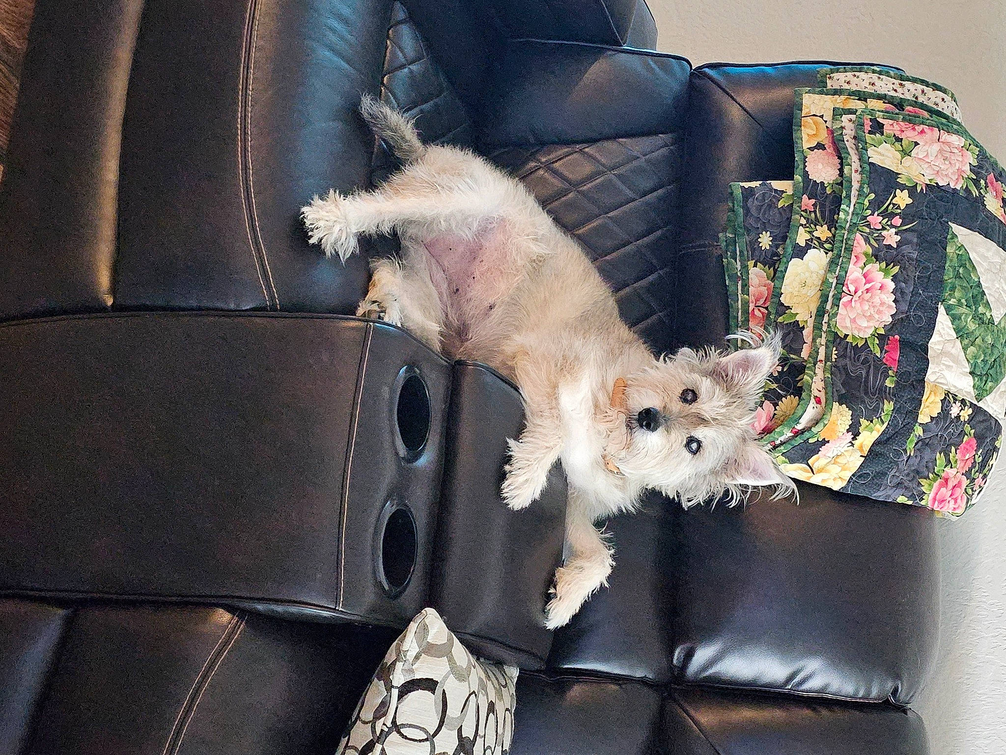 Millie is registered to the contest to win money with this photo: bag, carnivore, chair, comfort, companion_dog, couch, dog_breed, fashion_accessory, fawn, felidae, fur, luggage_and_bags, sleeve, small_to_medium_sized_cats, stuffed_toy, sunglasses, tail, toy, toy_dog, whiskers