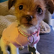 Sassy Girl joined the competition — help win amazing prizes! adorable, animal, blanket, brown_and_white, close_up, collar, cozy, curtain, cute, dog, floor, fur, indoor, looking_at_camera, pet_tag, pink_sweater, puppy, small_dog, soft_lighting, young_dog