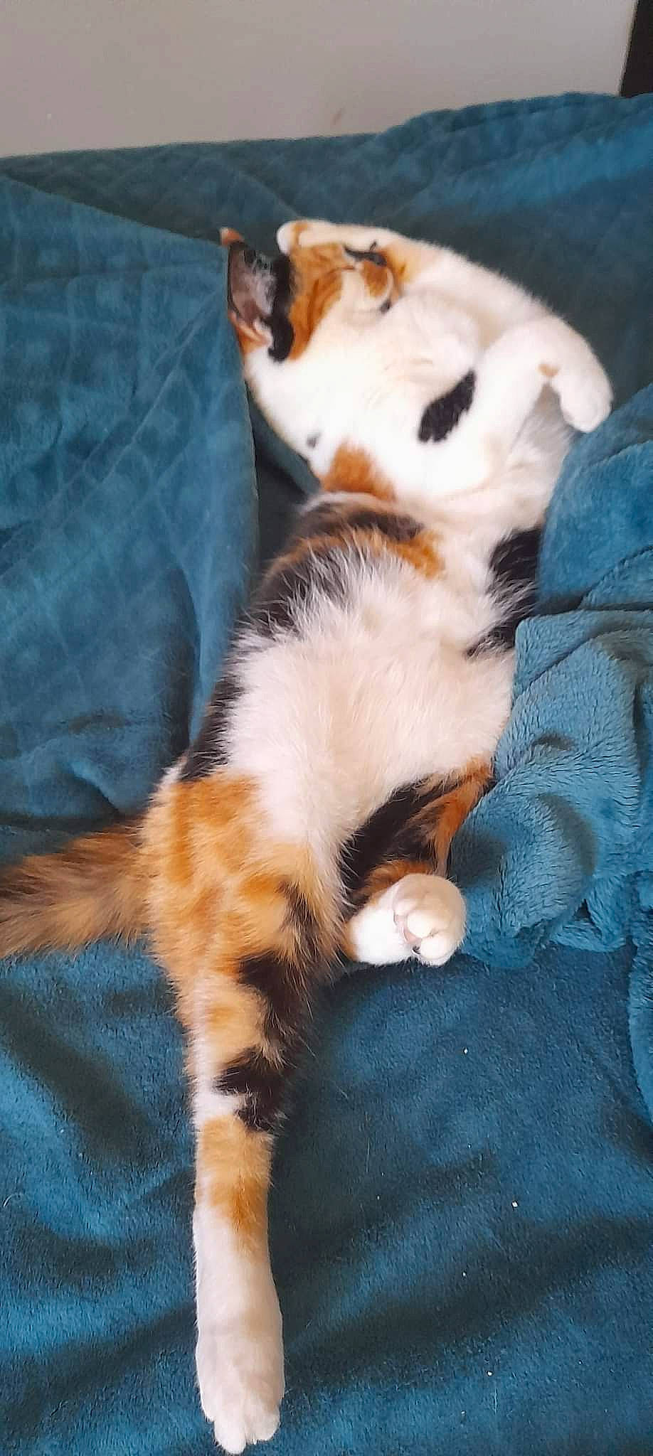 Kachou participe au concours pour gagner de l'argent avec cette photo : canidae, carnivore, cat, claw, comfort, companion_dog, dog_breed, domestic_short_haired_cat, fawn, felidae, foot, fur, human_leg, mammal, paw, small_to_medium_sized_cats, snout, sporting_group, tail, whiskers