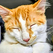 Newt joined the competition — help win amazing prizes! animal, cat, close_up, cute, domestic_cat, face, feline, fur, indoor, mammal, orange_cat, peaceful, pet, pink_nose, portrait, relaxed, resting, sleeping, whiskers, white_cat