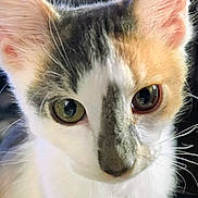 Robin is registered to the contest to win money with this photo: animal, calm, cat, close_up, curious, cute, domestic_cat, ears, eyes, face, feline, fur, indoor, muzzle, pet, portrait, soft_light, tricolor, whiskers, young_cat