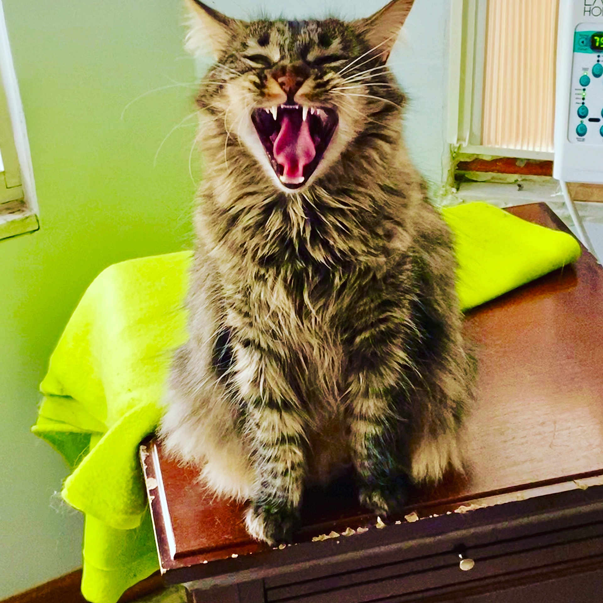 Luna is registered to the contest to win money with this photo: animal, bodypart, cat, cushion, desk, face, furniture, head, homedecor, indoors, kitten, mouth, person, pet, photography, portrait, table, teeth, tongue, wood