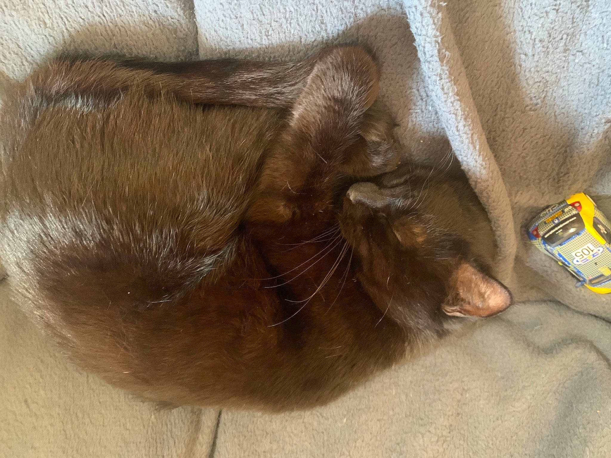 Pantoufle participe au concours pour gagner de l'argent avec cette photo : carnivore, cat, claw, comfort, fawn, felidae, foot, fur, liver, nail, paw, small_to_medium_sized_cats, snout, sporting_group, terrestrial_animal, toe, whiskers, wood, working_animal, wrinkle