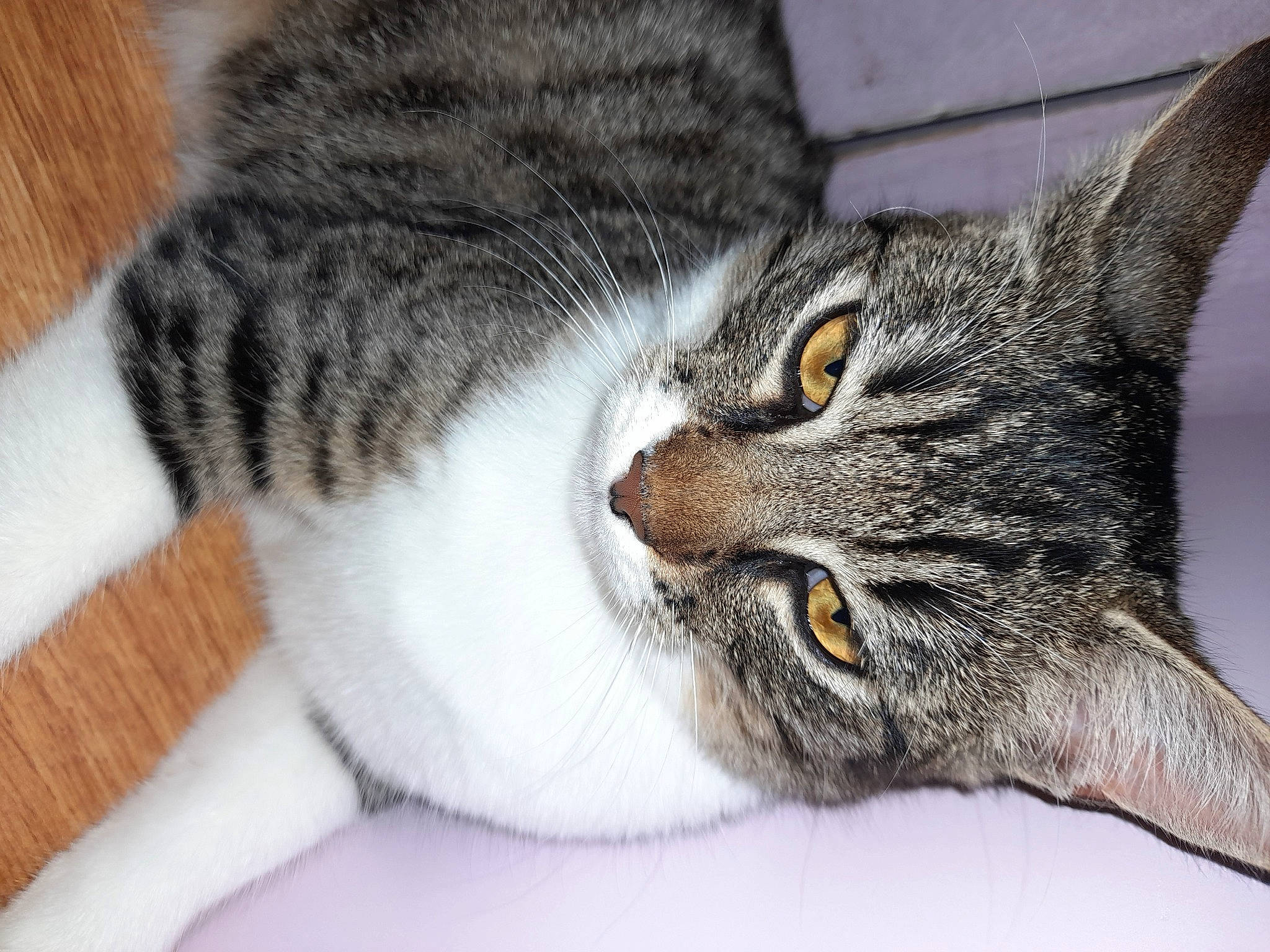 Pika participe au concours pour gagner de l'argent avec cette photo : carnivore, cat, close_up, comfort, domestic_short_haired_cat, ear, felidae, fur, small_to_medium_sized_cats, snout, terrestrial_animal, whiskers