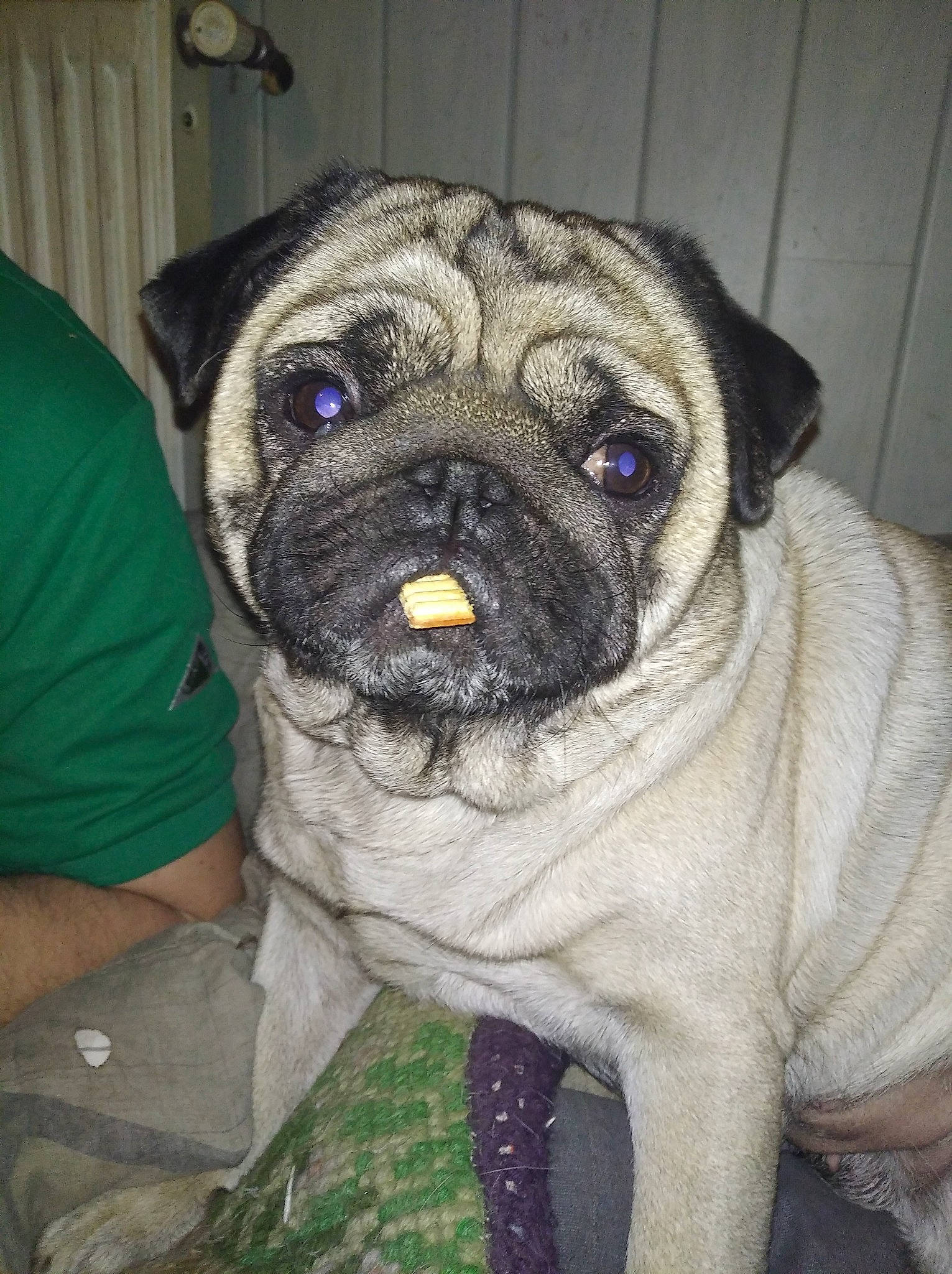 Mango participe au concours pour gagner de l'argent avec cette photo : ancient_dog_breeds, bullmastiff, canidae, carnivore, companion_dog, dog, dog_breed, fawn, mammal, ori_pei, pug, snout, toy_dog, vertebrate, wrinkle