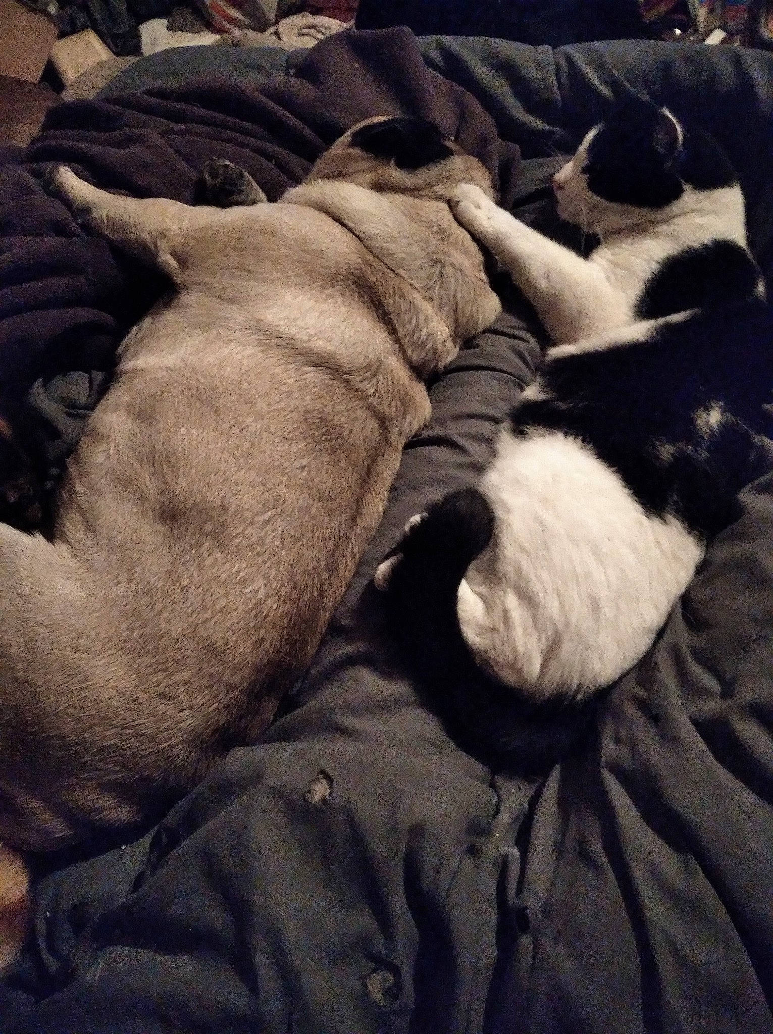 Mango a rejoint le concours — aidez-le/la à gagner de superbes lots ! boston_terrier, canidae, carnivore, comfort, companion_dog, dog_breed, fur, nap, non_sporting_group, puppy, puppy_love, sleep