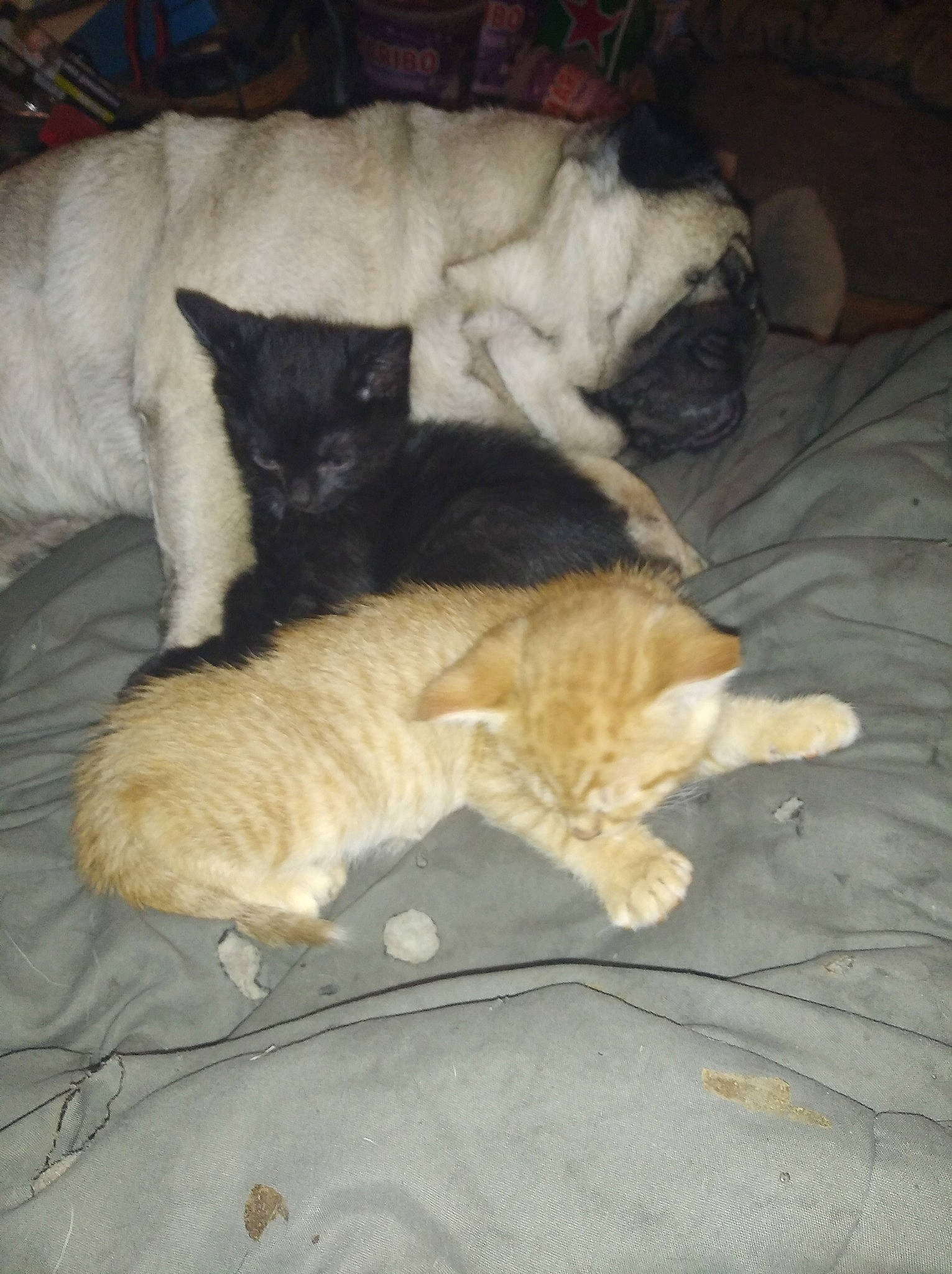 Homard participe au concours pour gagner de l'argent avec cette photo : carnivore, cat, dog_breed, fawn, felidae, kitten, small_to_medium_sized_cats, tail, whiskers