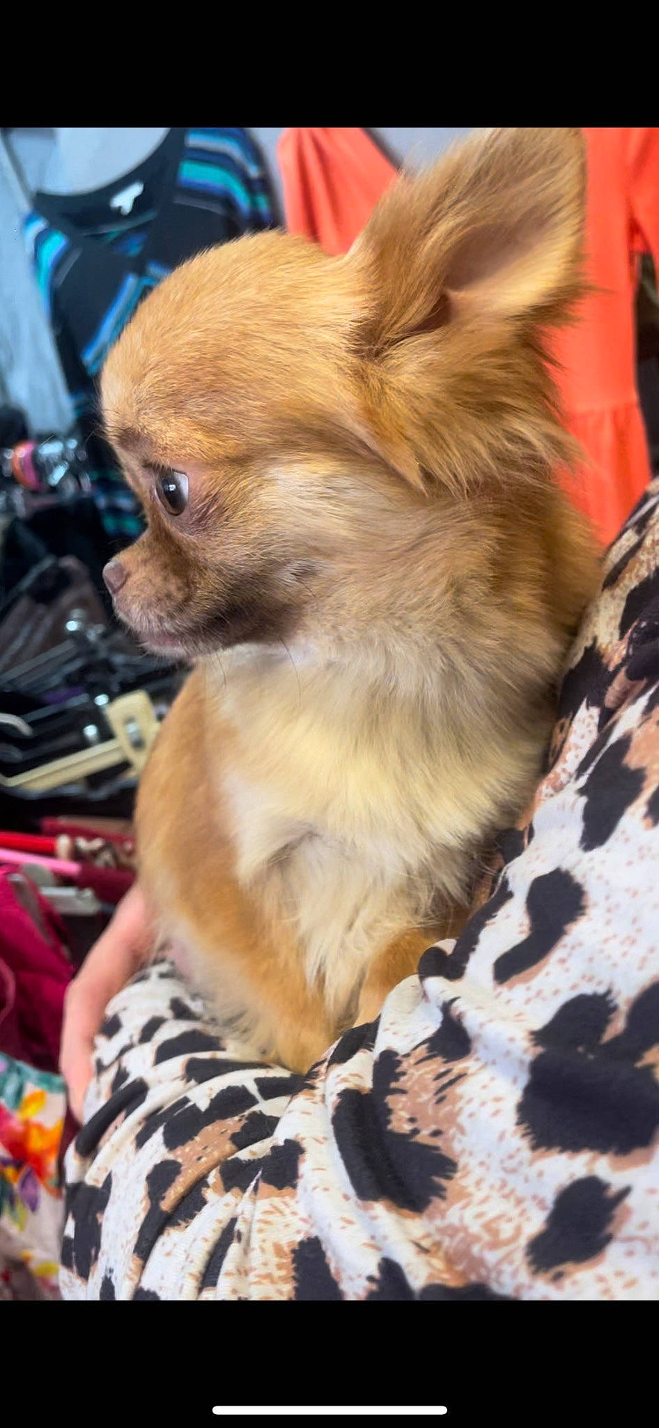 Nicky participe au concours pour gagner de l'argent avec cette photo : canidae, carnivore, companion_dog, corgi_chihuahua, dog, dog_breed, dog_supply, fur, liver, non_sporting_group, pattern, primate, snout, sporting_group, terrestrial_animal, toy_dog, whiskers, wildlife, working_animal