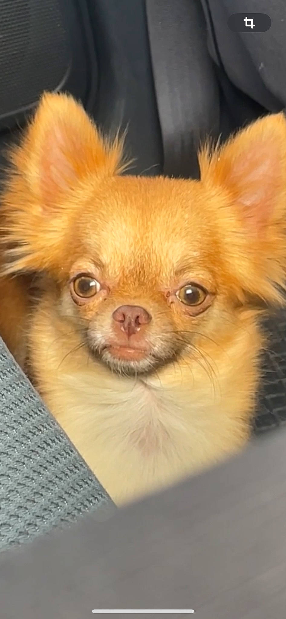 Nicky participe au concours pour gagner de l'argent avec cette photo : canidae, carnivore, chihuahua, close_up, companion_dog, corgi_chihuahua, dog, dog_breed, dog_supply, ear, fawn, fur, liver, non_sporting_group, snout, sporting_group, terrestrial_animal, toy_dog, whiskers, working_animal