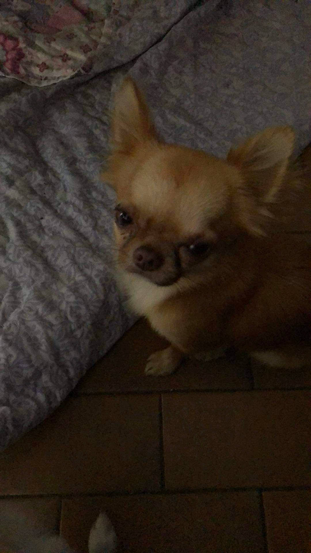 Nicky a rejoint le concours — aidez-le/la à gagner de superbes lots ! brown, canidae, carnivore, chihuahua, comfort, companion_dog, corgi_chihuahua, dog, dog_breed, ear, fawn, fur, snout, sporting_group, tail, terrestrial_animal, toy_dog, whiskers, wood, working_animal