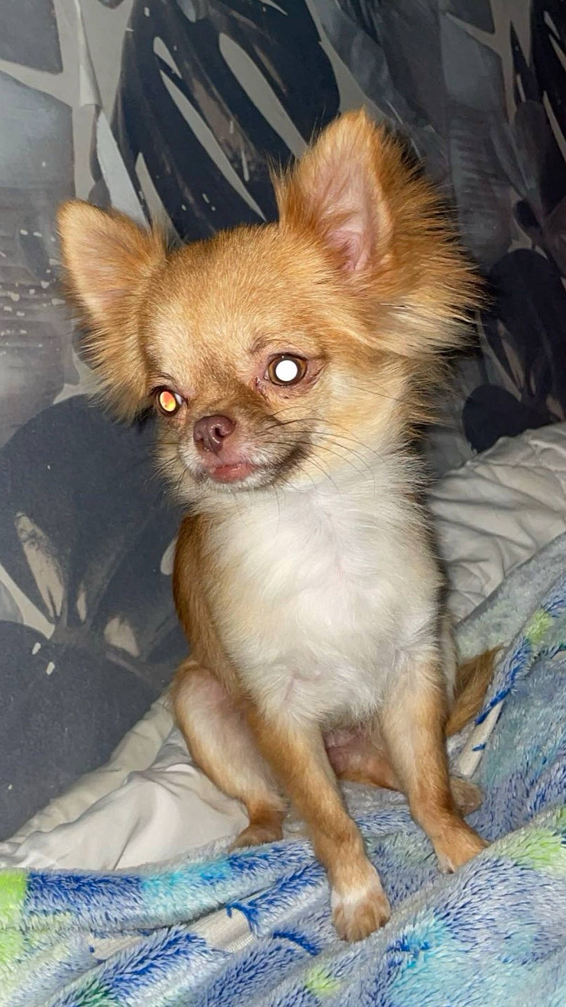 Nicky participe au concours pour gagner de l'argent avec cette photo : canidae, carnivore, chihuahua, companion_dog, corgi_chihuahua, dog, dog_breed, ear, fawn, fur, liver, non_sporting_group, puppy, russkiy_toy, snout, sporting_group, terrestrial_animal, toy_dog, whiskers, working_animal