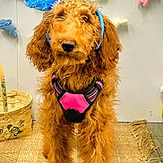 Luna joined the competition — help win amazing prizes! accessories, airedale, animal, basket, canine, clothing, cockerspaniel, costume, dog, dogbed, goldenretriever, person, pet, pinata, plush, poodle, puppy, terrier, toy