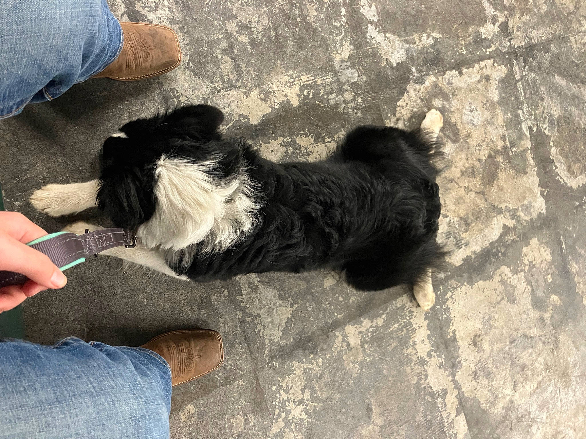 Bobo is registered to the contest to win money with this photo: border_collie, canidae, carnivore, comfort, companion_dog, denim, dog, dog_breed, foot, fur, herding_dog, human_leg, paw, shadow, sitting, sporting_group, tail, terrier, toy_dog, working_animal