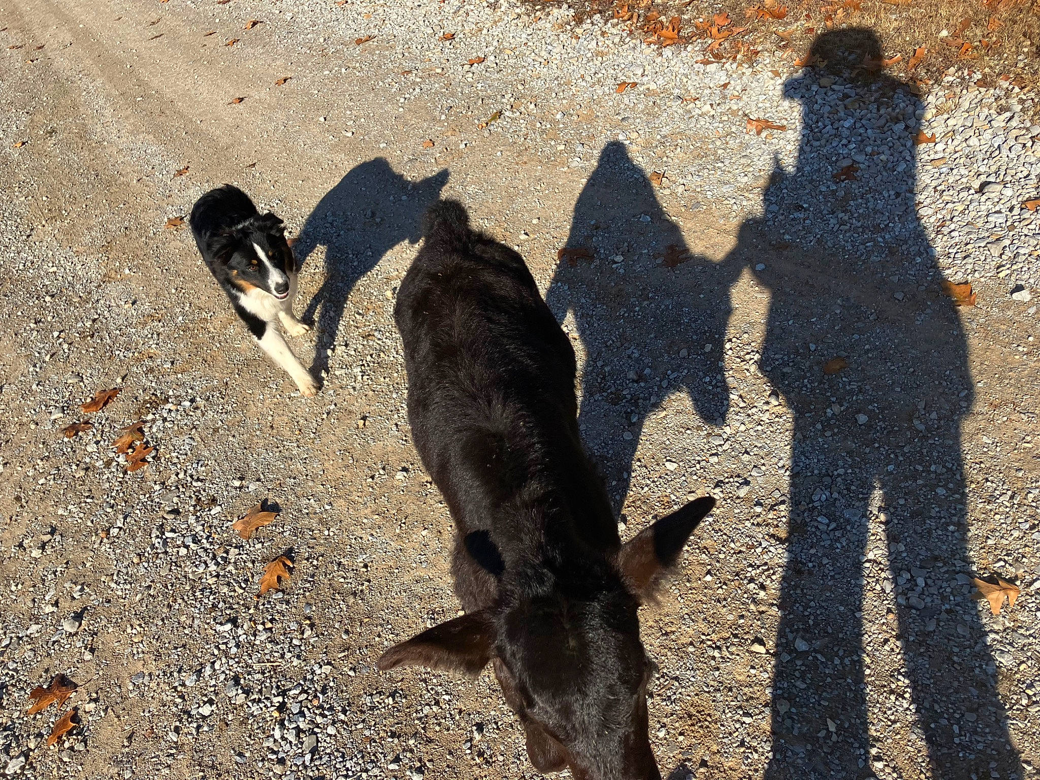 Bobo is registered to the contest to win money with this photo: asphalt, fur, grass, landscape, livestock, people_in_nature, road, road_surface, rock, sand, shadow, soil, tail, tar, terrestrial_animal, tints_and_shades, walking, wildlife, working_animal