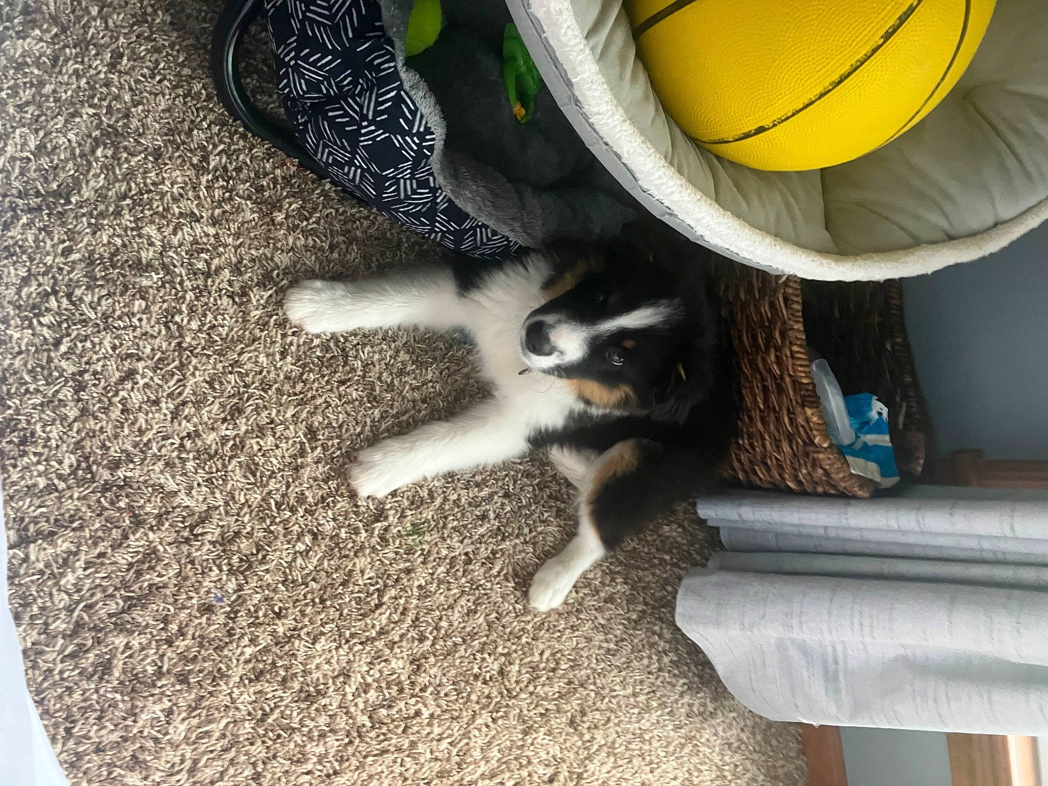 Bobo is registered to the contest to win money with this photo: asphalt, automotive_tire, automotive_wheel_system, ball, carnivore, cat, circle, comfort, companion_dog, dog_breed, felidae, flooring, fur, lifebuoy, mammal, road_surface, small_to_medium_sized_cats, sporting_group, tail, vertebrate