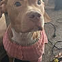 Prudence Mae joined the competition — help win amazing prizes! dog, indoor, sweater, brown_dog, white_paws, chain_collar, carpet, cables, water_bottle, clutter, looking_up, pet, canine, pink_clothing, domestic_animal, floor, messy_room, curious, close_up, brown_and_white