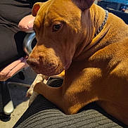 Prudence Mae joined the competition — help win amazing prizes! dog, brown_dog, pet, indoor, person, gaming_controller, blue_controller, chair, pink_chair, laptop, relaxed, casual, furniture, home, technology, comfort, companion, electronics, leisure, couch