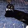 cat, black_cat, white_paws, carpet, blue_carpet, indoor, pet, animal, lying_down, eyes_glowing, flash_reflection, shoes, footwear, blanket, furniture, cozy, domestic, relaxing, whiskers, fur