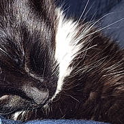 Dobby joined the competition — help win amazing prizes! cat, sleeping, black_and_white, whiskers, fur, close_up, rest, cozy, pet, animal, peaceful, soft, texture, indoor, feline, nap, relax, cute, domestic, mammal