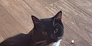 Dobby is registered to the contest to win money with this photo: cat, tuxedo_cat, black_and_white, whiskers, floor, wooden_floor, pet, indoor, curious, animal, white_paws, feline, small_object, couch, red_cloth, step, looking_up, domestic_cat, household, close_up