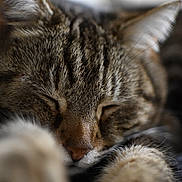 Chatoune a rejoint le concours — aidez-le/la à gagner de superbes lots ! animal, cat, close_up, cozy, cute, domestic, feline, fur, indoor, mammal, paws, peaceful, pet, portrait, relaxed, resting, sleeping, soft, tabby, whiskers