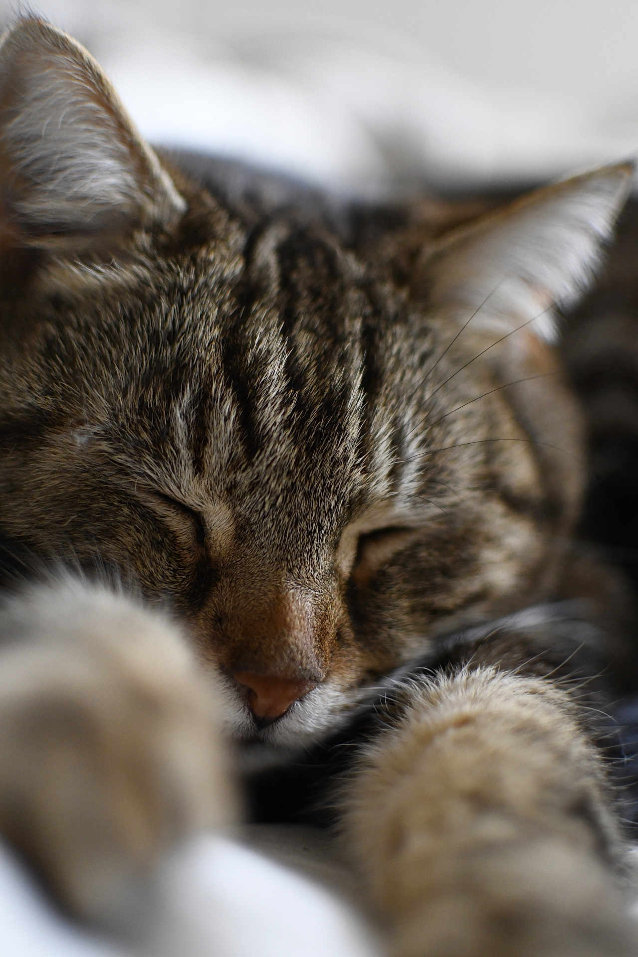 Chatoune