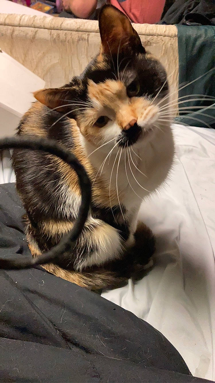 Persephone is registered to the contest to win money with this photo: animal_shelter, box, carnivore, cat, claw, comfort, domestic_short_haired_cat, felidae, fur, paw, pet_supply, small_to_medium_sized_cats, tail, whiskers, window