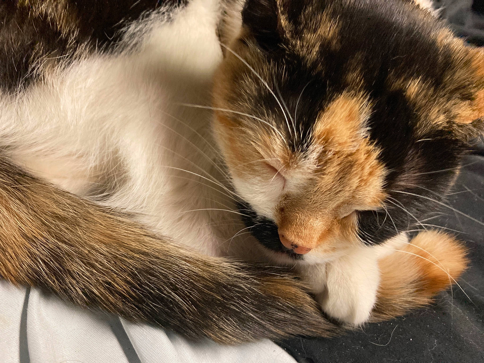 Persephone is registered to the contest to win money with this photo: carnivore, cat, claw, close_up, comfort, domestic_short_haired_cat, felidae, fur, grass, nap, paw, sleep, small_to_medium_sized_cats, snout, tail, tree, whiskers, wildlife, window, wood