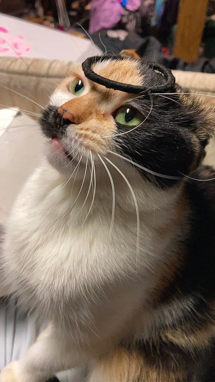 Persephone joined the competition — help win amazing prizes! carnivore, cat, collar, domestic_short_haired_cat, fang, felidae, fur, iris, pet_supply, sitting, small_to_medium_sized_cats, smile, snout, tail, terrestrial_animal, whiskers, wildlife