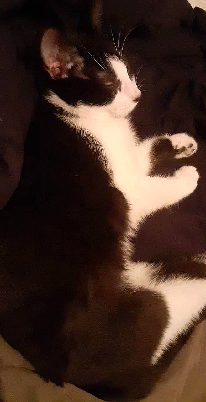 Othello is registered to the contest to win money with this photo: carnivore, cat, claw, darkness, domestic_short_haired_cat, felidae, foot, fur, human_leg, paw, plant, shadow, sky, small_to_medium_sized_cats, tail, tints_and_shades, tree, whiskers, window, wood