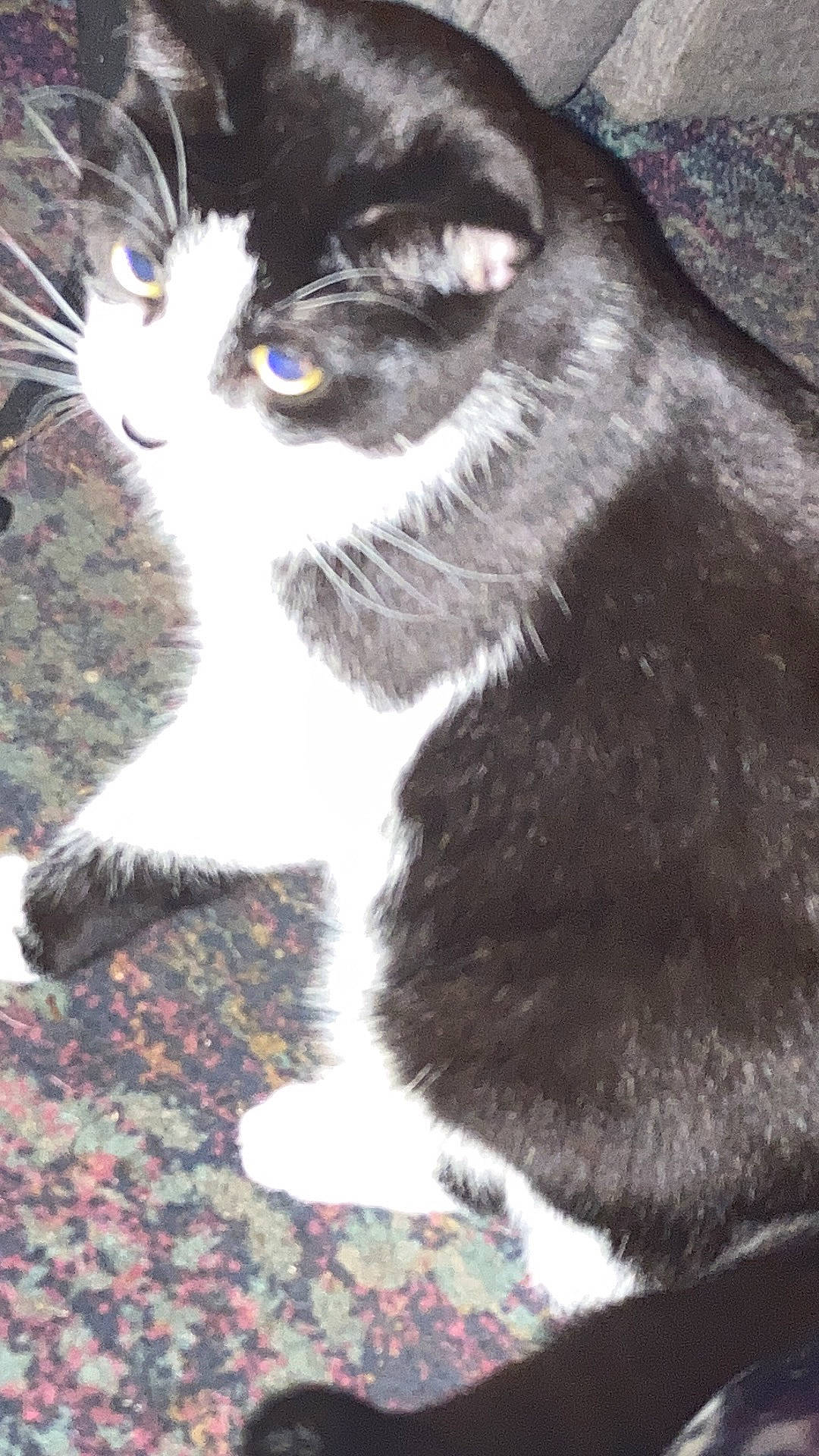 Othello joined the competition — help win amazing prizes! carnivore, cat, domestic_short_haired_cat, felidae, fur, monochrome, monochrome_photography, small_to_medium_sized_cats, snout, tail, terrestrial_animal, whiskers