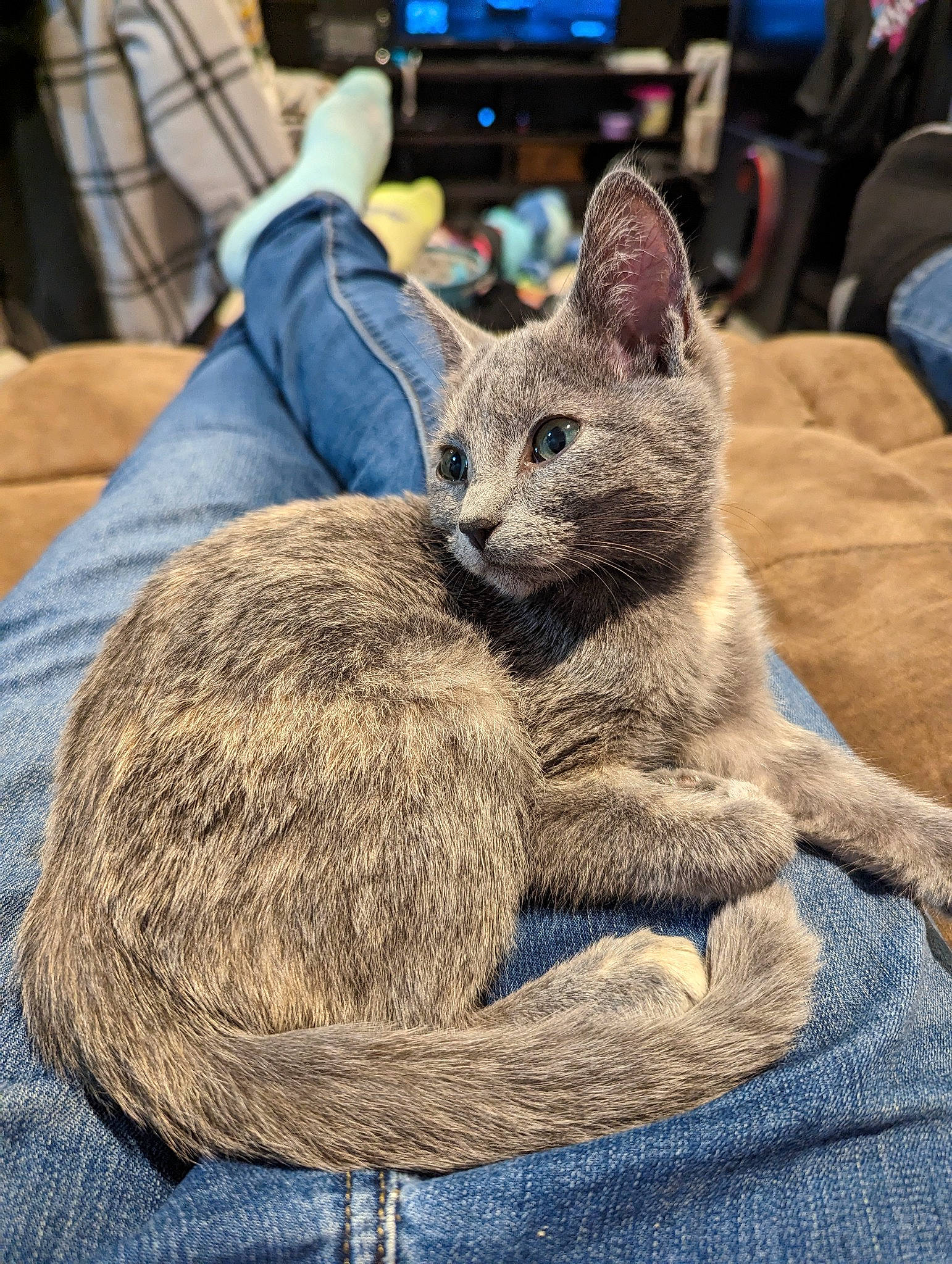 Cinder is registered to the contest to win money with this photo: carnivore, cat, chair, chartreux, claw, comfort, domestic_short_haired_cat, felidae, fur, grey, nap, paw, russian_blue, sitting, small_to_medium_sized_cats, snout, tail, terrestrial_animal, whiskers, wood