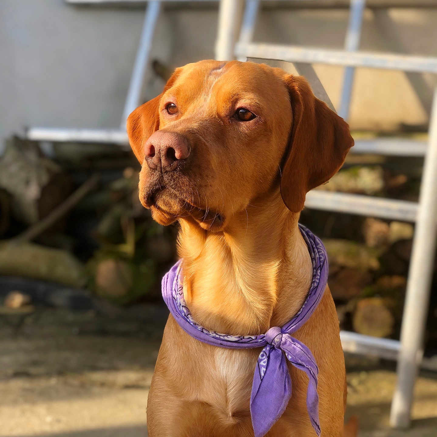 Twix a rejoint le concours — aidez-le/la à gagner de superbes lots ! accessories, animal, beagle, boxer, bulldog, canine, collar, dog, goldenretriever, harness, hound, labradorretriever, leash, pet, pitbull, pointer, puppy, snout, strap, wood