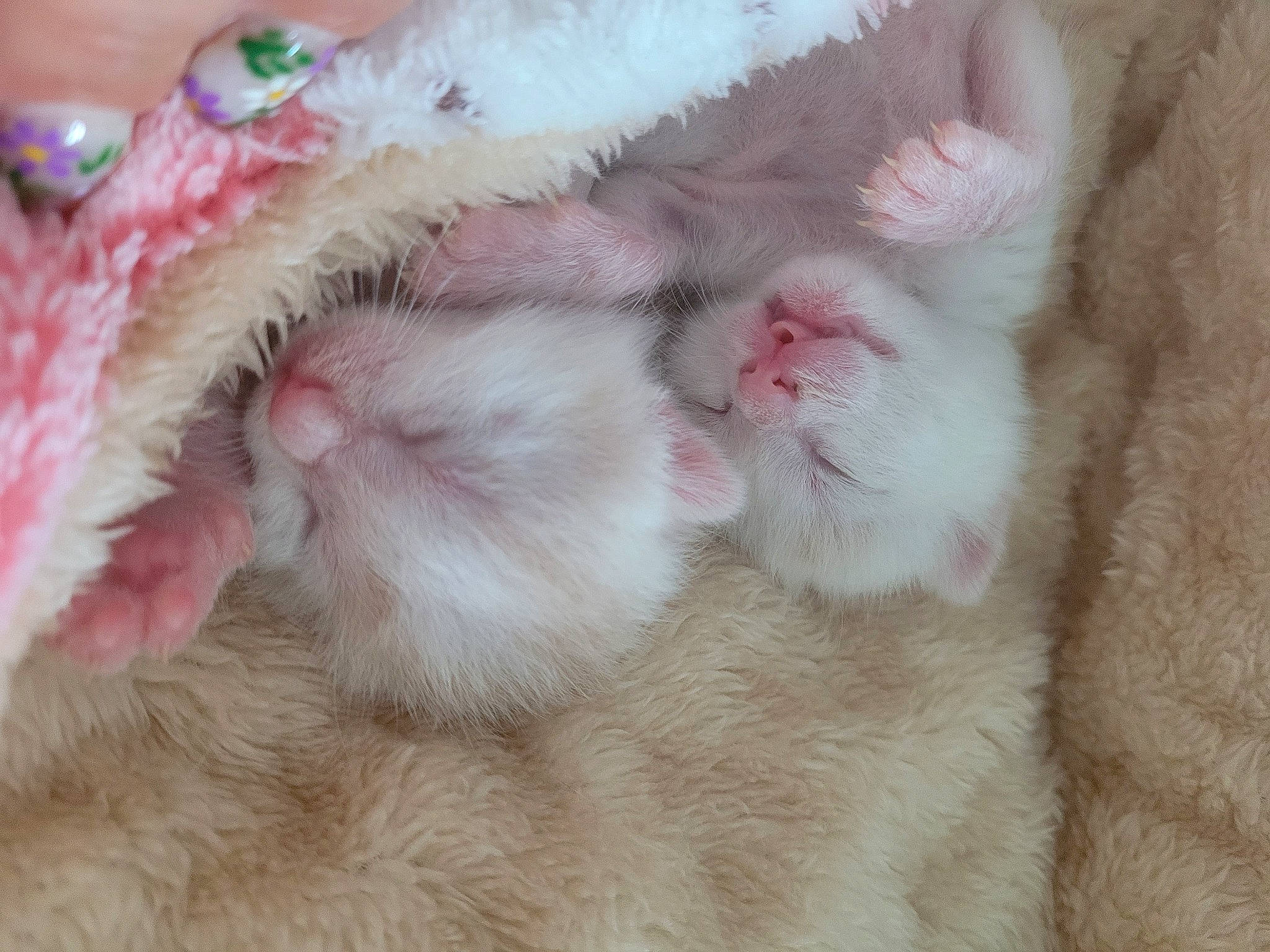 Nohée a rejoint le concours — aidez-le/la à gagner de superbes lots ! carnivore, cat, claw, comfort, fawn, felidae, foot, fur, gesture, nail, nap, paw, small_to_medium_sized_cats, snout, tail, whiskers