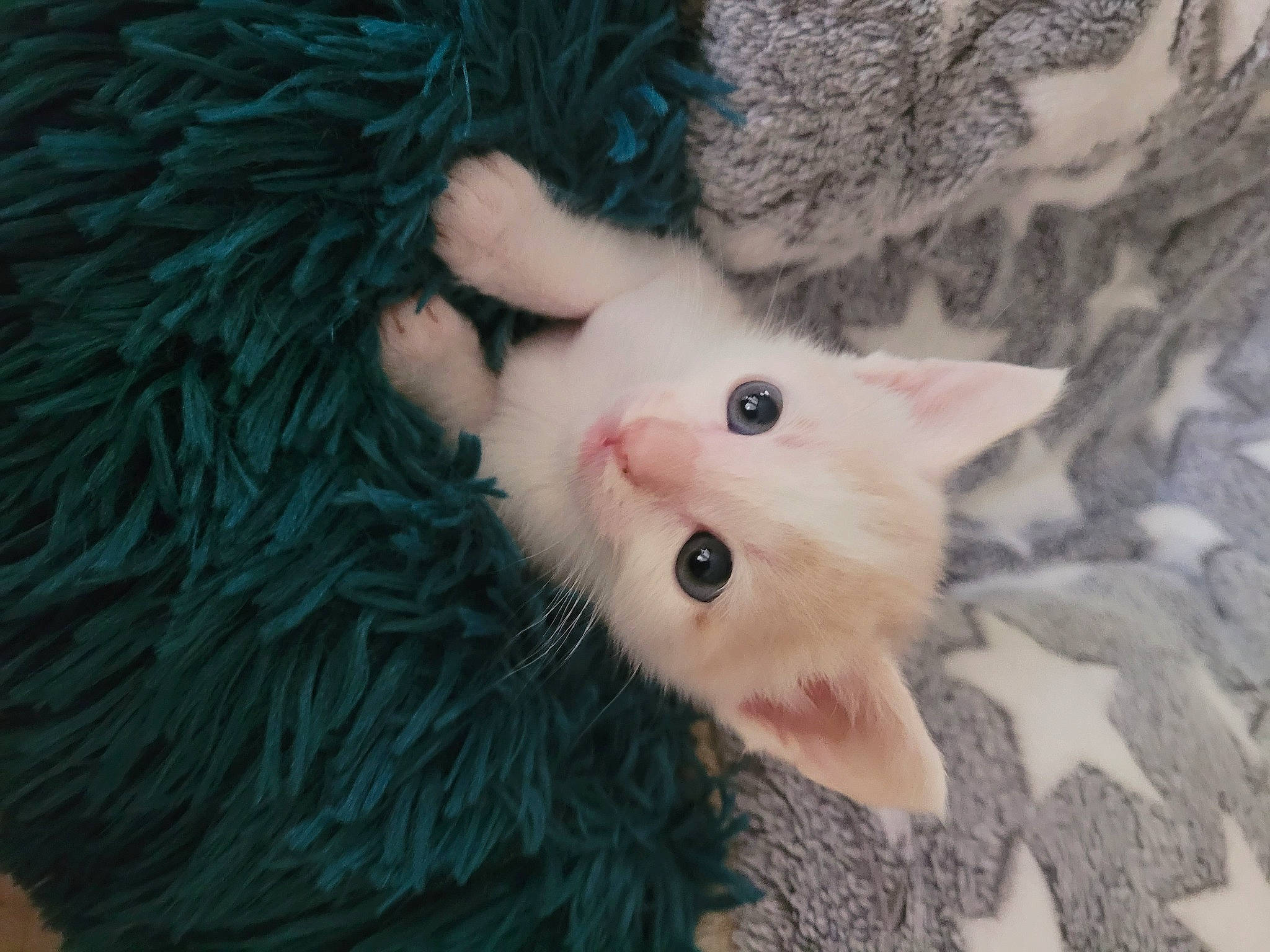 Nohée participe au concours pour gagner de l'argent avec cette photo : carnivore, cat, claw, domestic_short_haired_cat, fawn, felidae, fur, paw, small_to_medium_sized_cats, snout, tail, terrestrial_animal, toy, whiskers