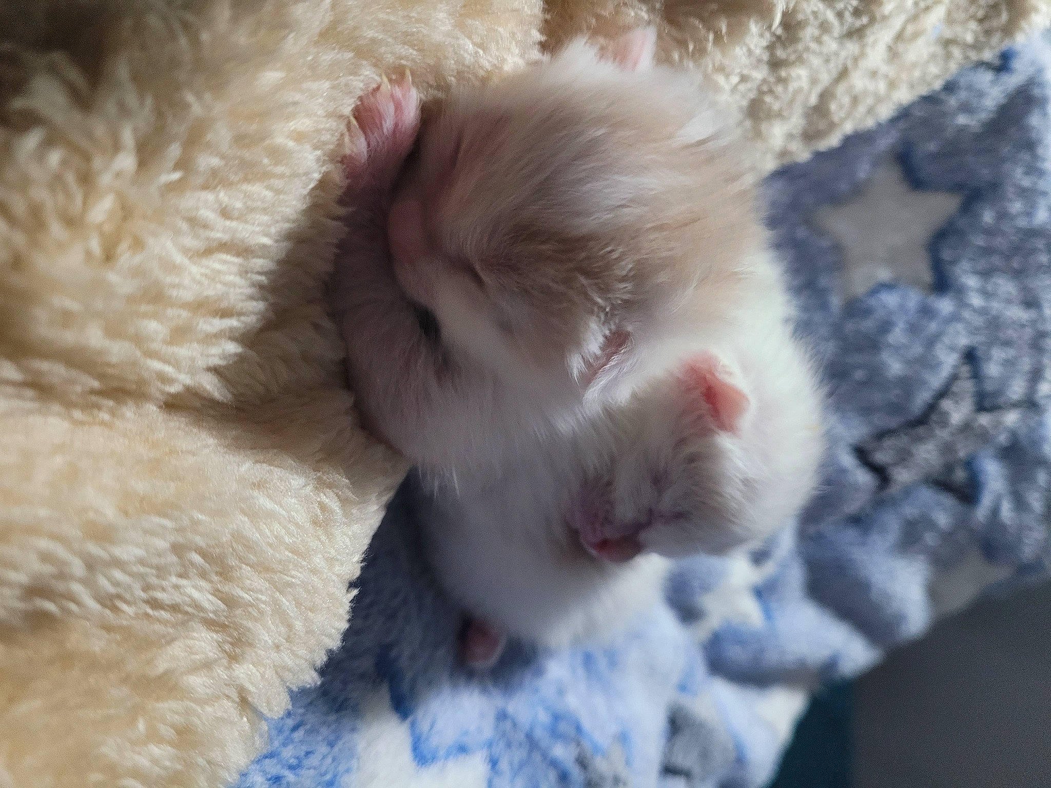 Nohée a rejoint le concours — aidez-le/la à gagner de superbes lots ! canidae, carnivore, cat, claw, companion_dog, dog_breed, ear, fawn, felidae, fur, mammal, nap, paw, small_to_medium_sized_cats, snout, sporting_group, tail, terrestrial_animal, whiskers, wool