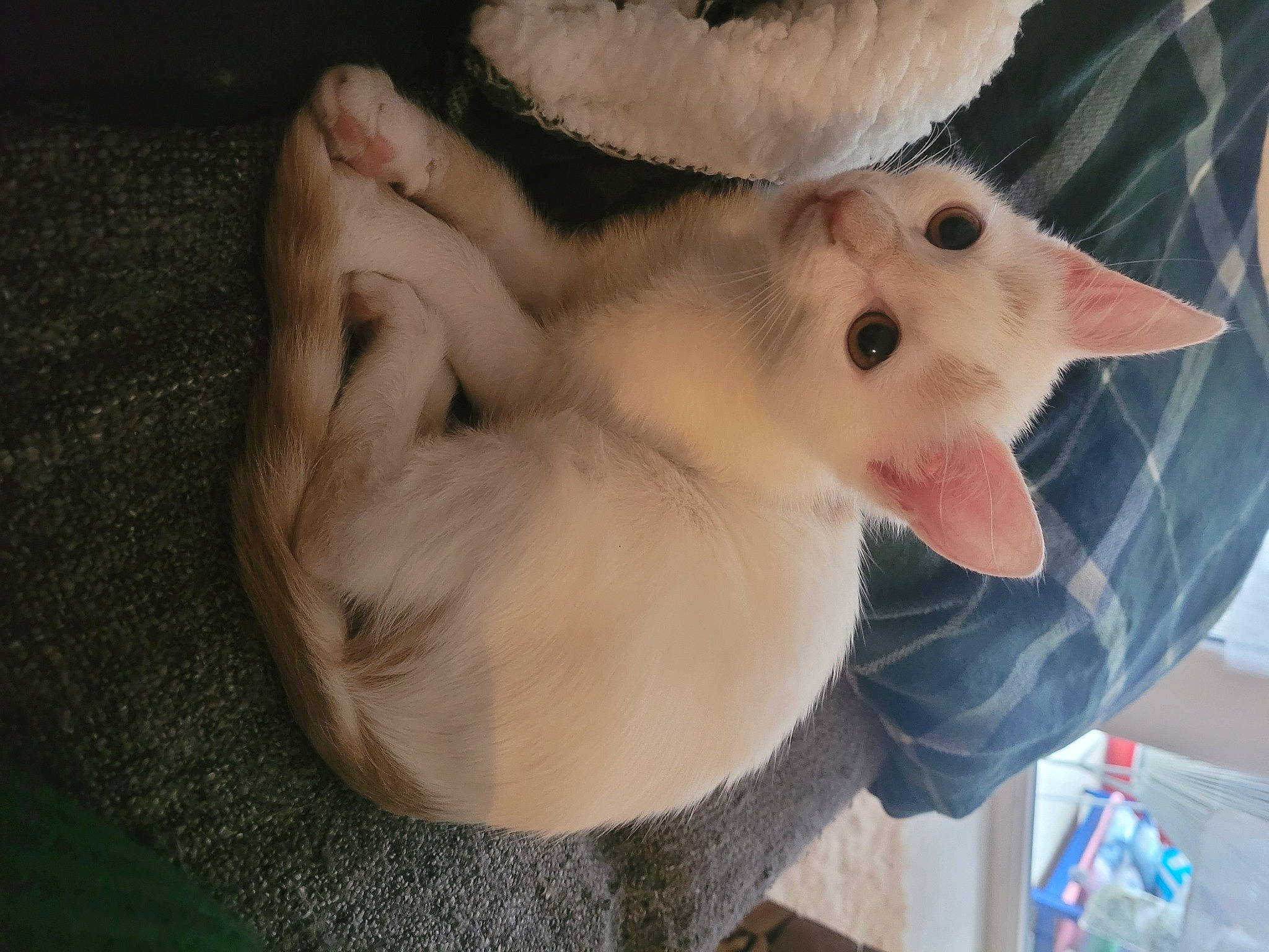 Marie participe au concours pour gagner de l'argent avec cette photo : _geese_and_swans, canidae, carnivore, claw, companion_dog, dog_breed, duck, ducks, eyelash, fawn, felidae, fur, non_sporting_group, paw, small_to_medium_sized_cats, snout, tail, whiskers, wing