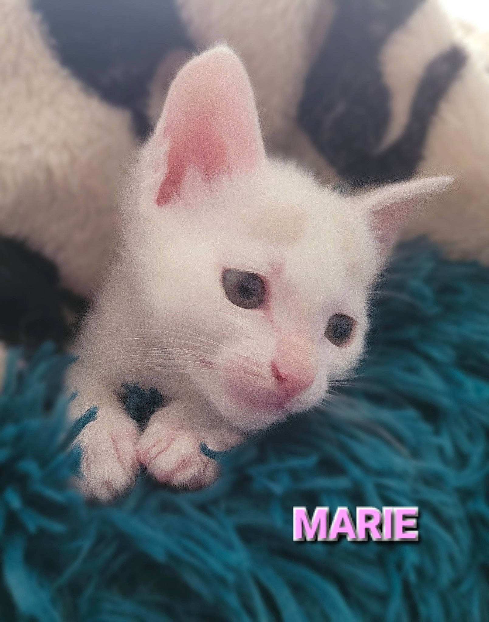 Marie participe au concours pour gagner de l'argent avec cette photo : art, carnivore, cat, claw, comfort, domestic_short_haired_cat, felidae, fur, paw, photo_caption, small_to_medium_sized_cats, tail, whiskers