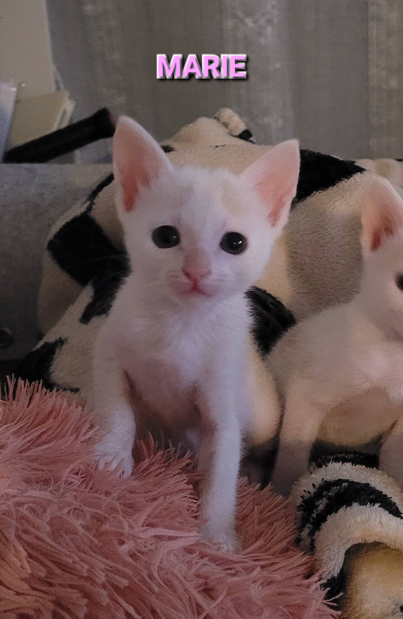 Marie participe au concours pour gagner de l'argent avec cette photo : box, carnivore, cat, domestic_short_haired_cat, fawn, felidae, fur, paw, photo_caption, small_to_medium_sized_cats, tail, terrestrial_animal, whiskers