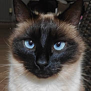 Zilia a rejoint le concours — aidez-le/la à gagner de superbes lots ! animal, blue_eyes, cat, close_up, cute, domestic_animal, ears, eyes, face, feline, focus, fur, indoor, looking, mammal, pet, portrait, siamese_cat, soft_background, whiskers
